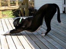 dog-doing-downward-facing-dog-flickr-bill1